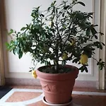 Residenza Del Pascia - Camphora Lejlighed *