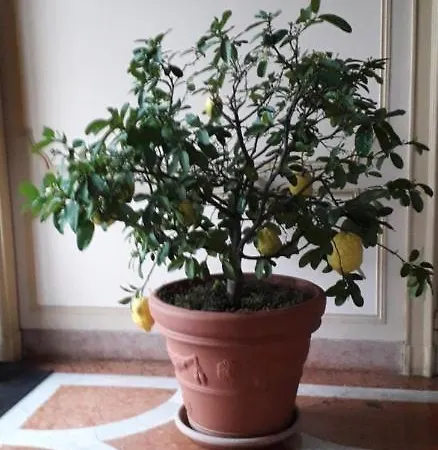 Residenza Del Pascià - Camphora Apartamento *