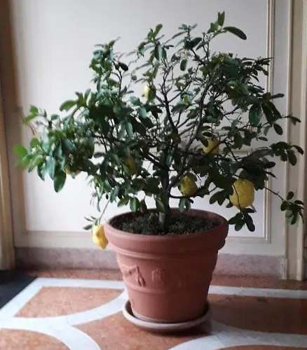 Residenza Del Pascia - Camphora דירה *